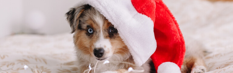 Obraz na płótnie Canvas Cute small dog pet in Santa hat lying on bed at home. Christmas New Year holiday celebration. Adorable miniature Australian shepherd dog puppy with Christmas lights garlands. Web banner header.