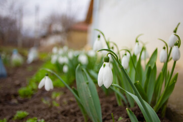 Snowdrop