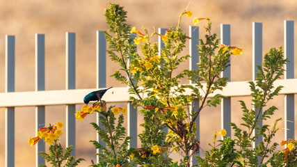 Male of palestine sunbird drink nectar