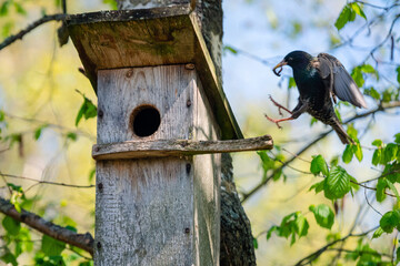 Starling bird ( Sturnus vulgaris ) bringing worm to the wooden nest box in the tree. Bird feeding kids in wooden bird house hanging on the birch tree outdoors