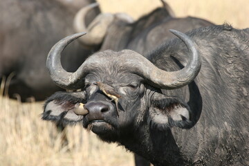 oxpeckers on the nose of a buffalos