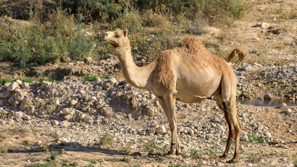 Close-up view on the one beautiful camel