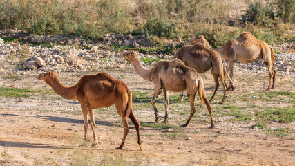 Four camels marching in unfolded formation