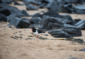 Eurasian oystercatcher (Haematopus ostralegus) bird, tjaldur in Iceland