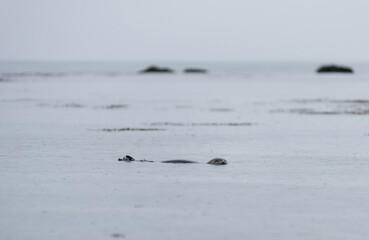 Harbour seal swimming in the coastal waters of Iceland