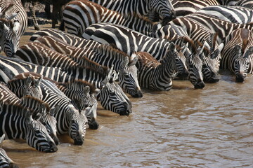 Fototapeta na wymiar zebras drinking before crossing the river