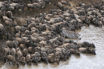 wildebeest in serengeti national park city