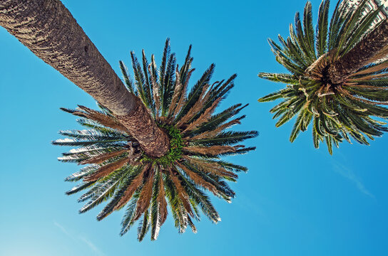 Under the shade of big plam trees
