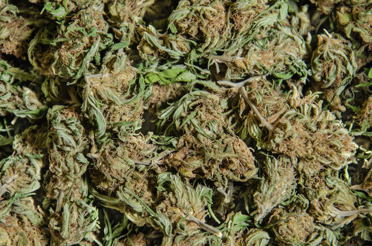 A lot of high quality buds of cannabis