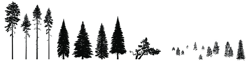 Set of wild coniferous trees hand-drawn in silhouette. Bundle wild coniferous forest trees, firs, pines, mountain pines, ship pines composition of young fir trees, spruce forest. Isolated on a white. - obrazy, fototapety, plakaty
