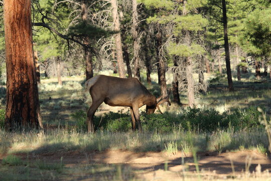 Elk passing through a campsite in the forest near Grand Canyon National Park, Arizona