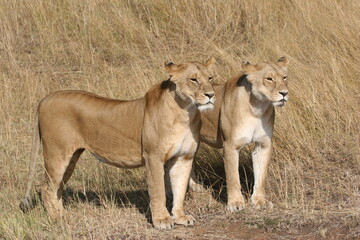 Two lionesses watching a prey