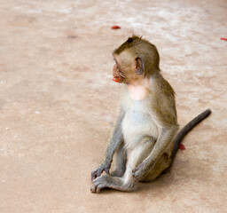 Monkey with a barrette in his mouth near the temple of Wat Trai Rattanaram