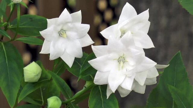 Platycodon Grandiflorus Astra Double White Balloon flower.
Gardening: close-up view of a Astra Double White Platycodon Balloon flower.