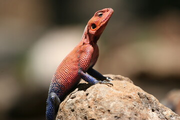 lizard on a rock