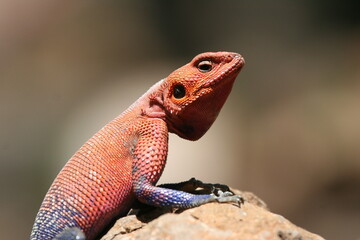 Agama lizard head