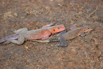 Male and female lizard on the stone