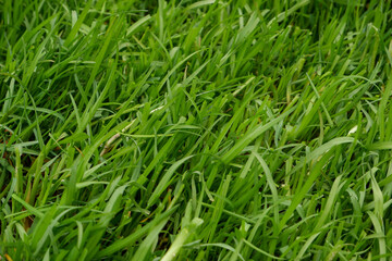 Green grass natural background texture, Lawn for the background