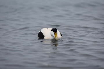 Barnacle goose, Branta leucopsis on Jokulsarlon glacial lagoon in Iceland