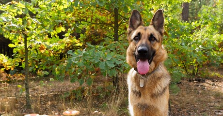 German shepherd female dog posing against the background of the autumn forest