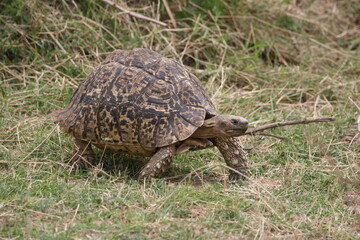 tortoise on the ground