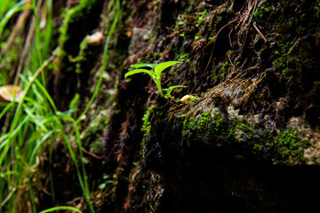 Nace en lo imposible