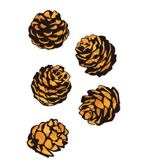 Pine cones illustration