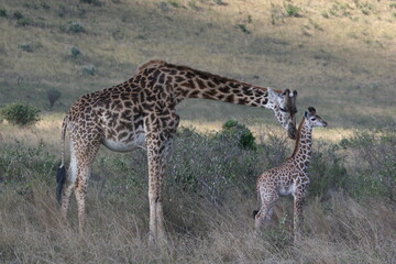 Naklejka na ściany i meble giraffe and a baby in the savannah of kenya
