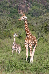 giraffe and a baby in the savannah