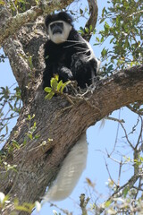 black and white colobus monkey