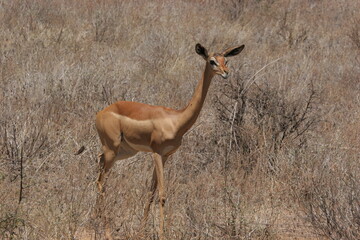 Gerenuk in a semi desert park