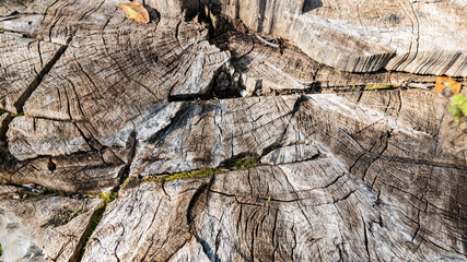 old tree stump cut texture