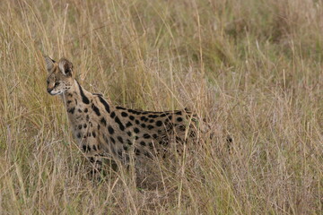 serval cat ready to hunt