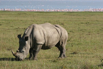 Obraz premium white rhino in the wild
