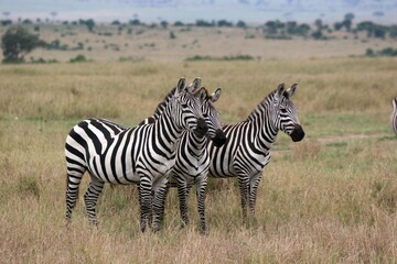 Obraz na płótnie Canvas Three zebras in a line