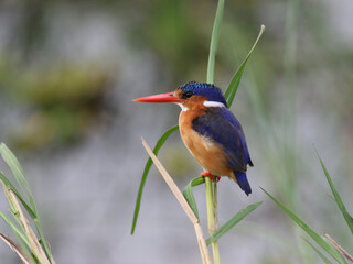 red billed kingfisher