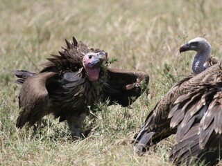 vulture on the ground