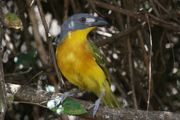 bush shrike in the bush