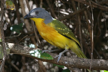 grey headed bush shrike