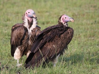 vulture in the serengeti
