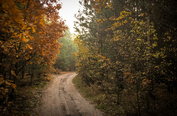 Dirt road in the autumn forest, yellow leaves in the trees and on the ground