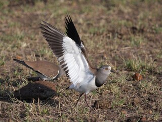 black headed gull