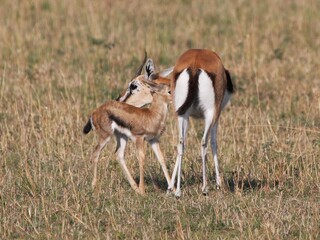 antelope in the wild