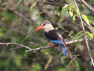red billed kingfisher