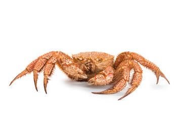 fresh cooked crab quadrangular hairy or red crab isolated on white background