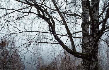 Morning fog in  forest. Bleak landscape. Rainy weather. Birch without leaves on  background of  foggy area.