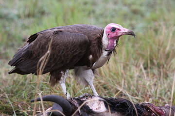 vulture in the wild
