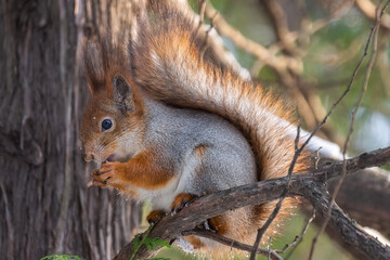 Naklejka na ściany i meble Squirrel in winter sits on a tree