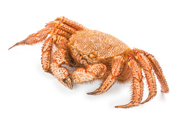 fresh cooked crab quadrangular hairy or red crab isolated on white background