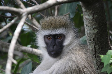 vervet monkey